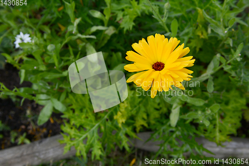 Image of Bright yellow calendula flower