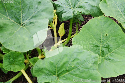 Image of Turks Turban gourd female flower with fruit ready to form