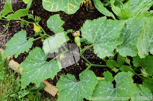 Image of Long cucurbit vine with multiple warted gourds growing