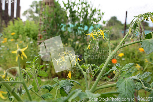 Image of Yellow tomato flowers on a cherry tomato plant