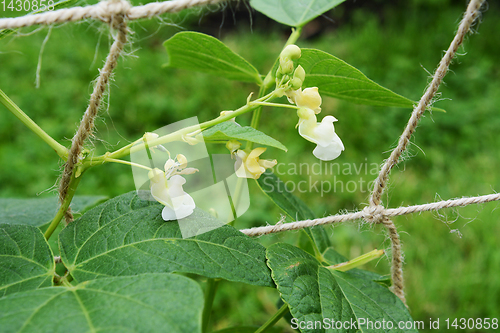 Image of White flowers of a calypso bean plant 