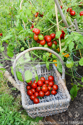 Image of Basket half-filled with cherry tomatoes below a tomato plant