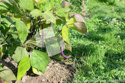 Image of Purple bean hangs from dwarf French bean plant 