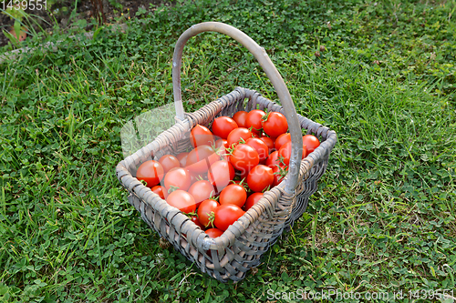 Image of Freshly harvested Red Alert cherry tomatoes in a woven basket