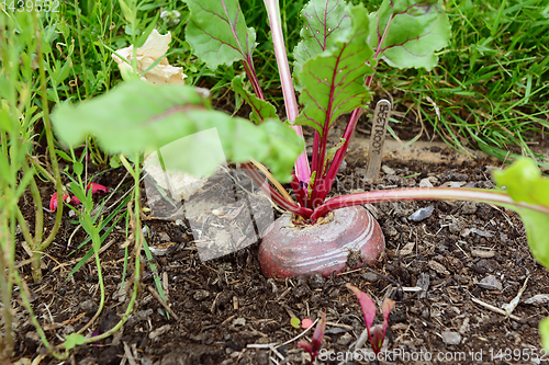 Image of Large beetroot growing in a vegetable bed 