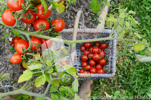 Image of Red and green tomatoes on vine above a basket 