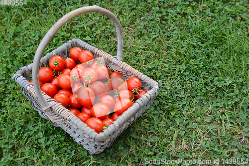 Image of Basket full of cherry tomatoes in a vegetable garden 