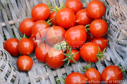 Image of Freshly picked ripe tomatoes in the corner of a basket