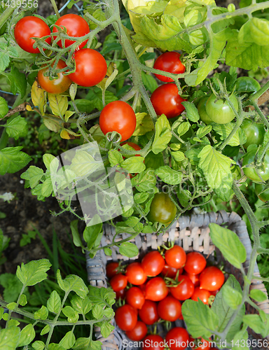 Image of Plump red tomatoes on the vine, above a full basket 