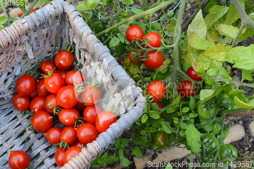 Image of Picking ripe tomatoes from the vine into a basket 
