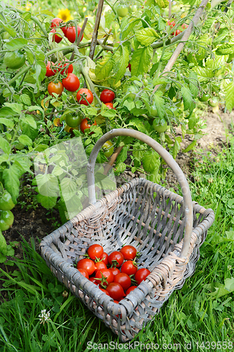 Image of Red cherry tomatoes picked from vines, gathered in a basket