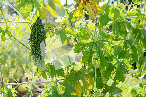 Image of Unusual bitter melon fruit on a leafy vine 