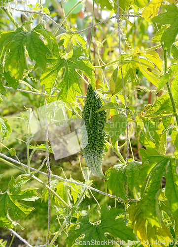 Image of Bitter gourd hangs from long stem on a leafy vine