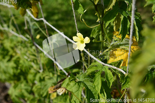 Image of Female flower on a bitter gourd plant 