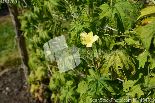 Image of Single male flower on a bitter melon vine