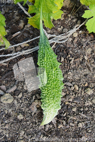 Image of Bitter melon fruit - also known as balsam pear