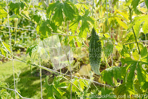 Image of Bitter melon - momordica charantia - unusual tropical plant