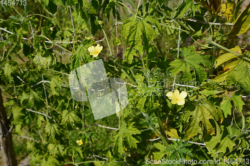 Image of Two delicate male bitter gourd flowers on a leafy vine