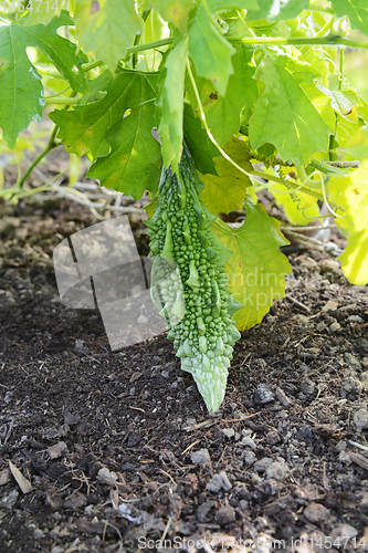 Image of Balsam pear hangs among green foliage of a leafy vine