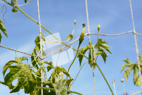 Image of Small bitter melon starting to develop on a vine