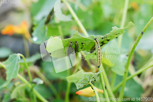 Image of Caterpillar climbs up stalk of a half-eaten nasturtium leaf