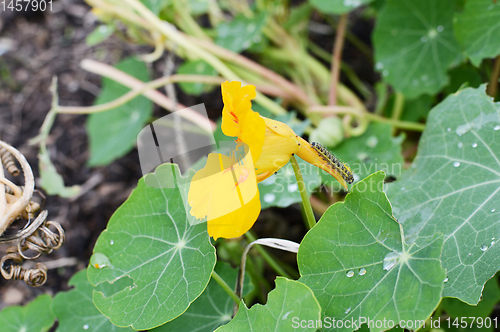 Image of Cabbage white caterpillar on a yellow nasturtium flower