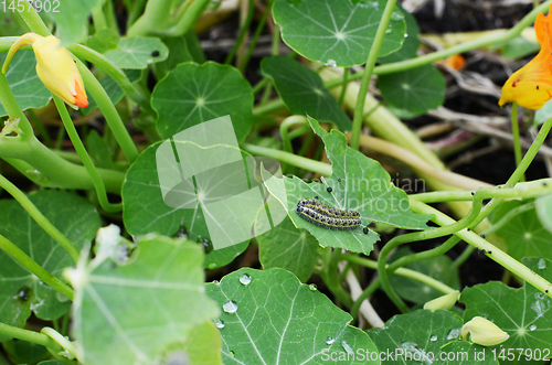 Image of Two cabbage white caterpillars on a half-eaten nasturtium leaf