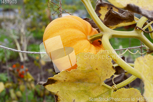 Image of Small Jack Be Little pumpkin grows on a vine in early autumn 