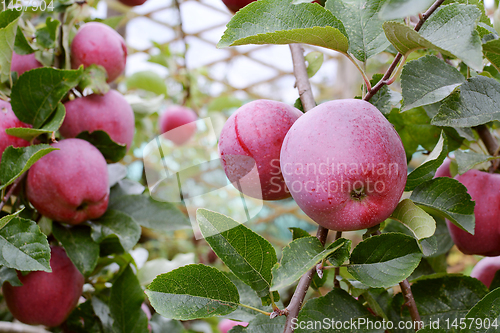 Image of Red Braeburn apples on the branch of the apple tree