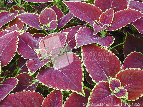 Image of exotic violet flower closeup