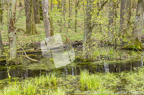 Image of forest with swamp