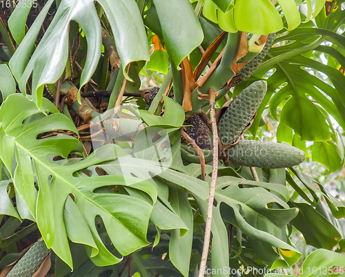 Image of monstera deliciosa closeup