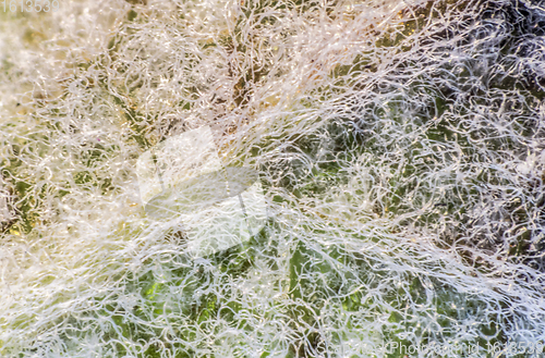 Image of hairy salvia leaf closeup