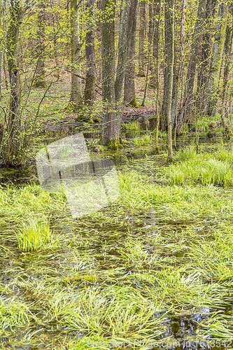 Image of forest with swamp