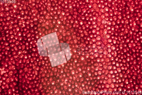 Image of rose petal closeup