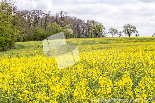 Image of field of rapeseed at spring time