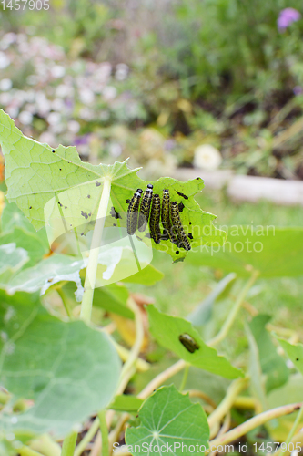 Image of Five caterpillars on the underside of a nasturtium leaf