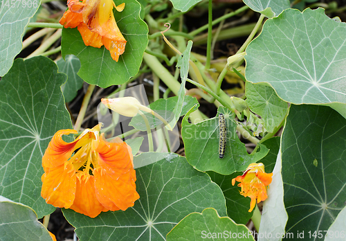 Image of Large white caterpillar eating green leaf of a nasturtium