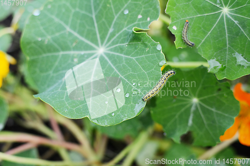 Image of Hairy cabbage white caterpillar reaches off a nasturtium leaf