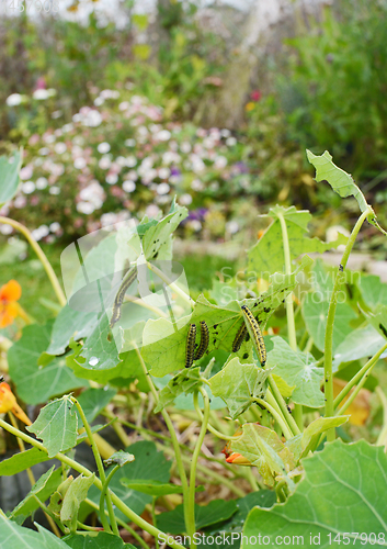 Image of Many cabbage white caterpillars feeding on foliage