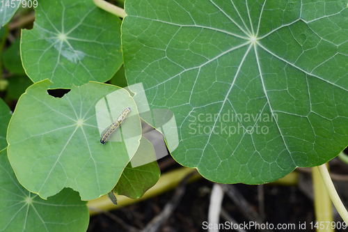 Image of Small cabbage white caterpillar crawls across a nasturtium leaf 