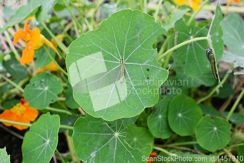 Image of Large white caterpillar on a green nasturtium leaf