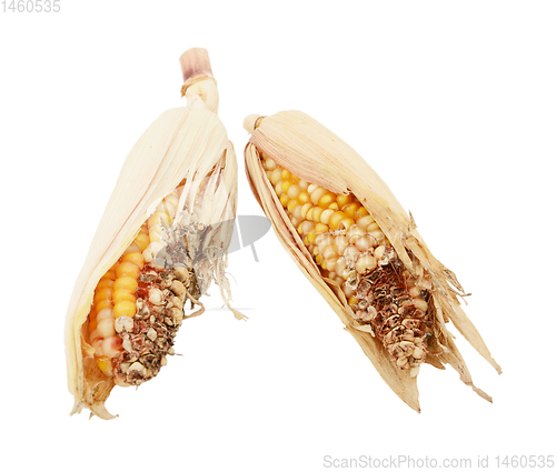 Image of Two damaged and eaten ornamental sweetcorn cobs