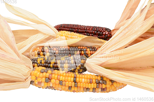 Image of Five ornamental Indian maize cobs with colourful niblets