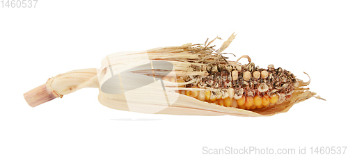 Image of Damaged decorative Indian corn cob with eaten niblets