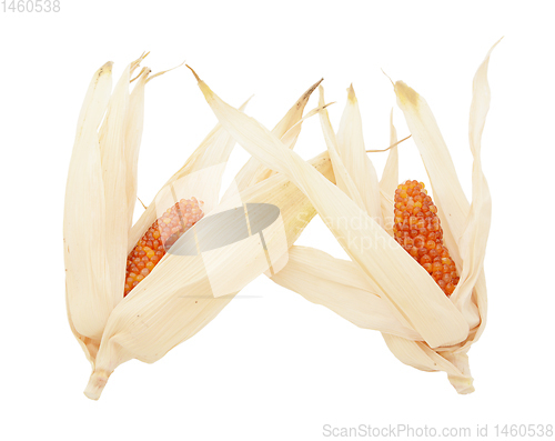 Image of Two cobs of ornamental Indian corn with red niblets