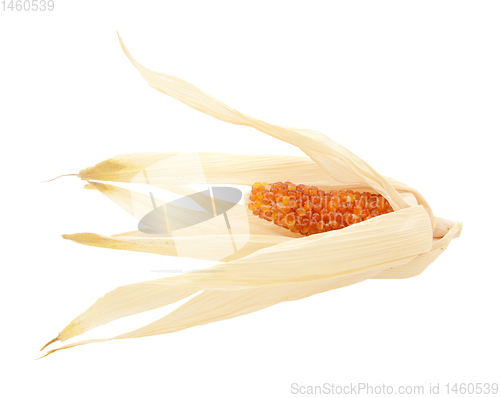 Image of Dried Indian corn with red niblets