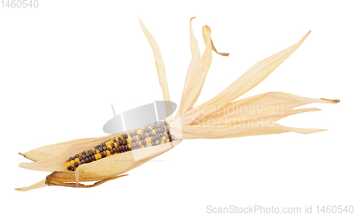 Image of Decorative Indian corn with yellow and brown niblets