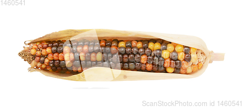 Image of Multi-coloured ornamental Indian corn with red and brown niblets