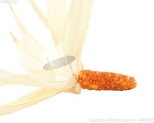 Image of Ornamental Indian corn with red and orange niblets